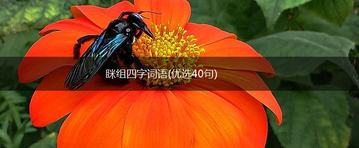 眯组四字词语(优选40句),第1张