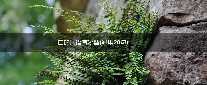 白的词语有哪些(通用20句),第1张 白的词语有哪些(通用20句),第1张