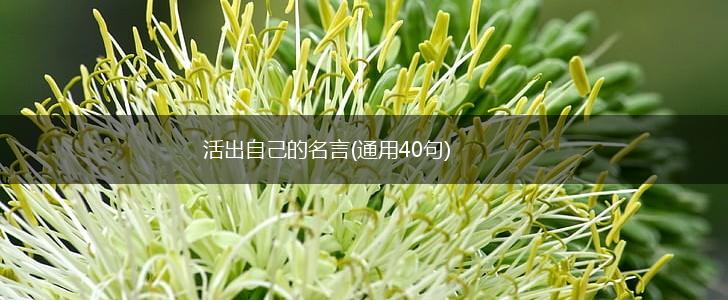 活出自己的名言(通用40句),第1张