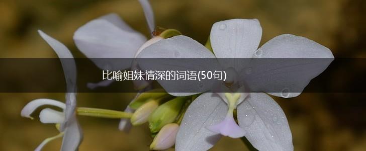 比喻姐妹情深的词语(50句),第1张