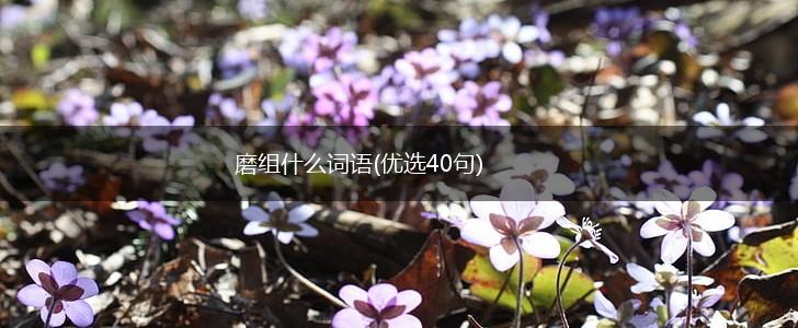 磨组什么词语(优选40句),第1张