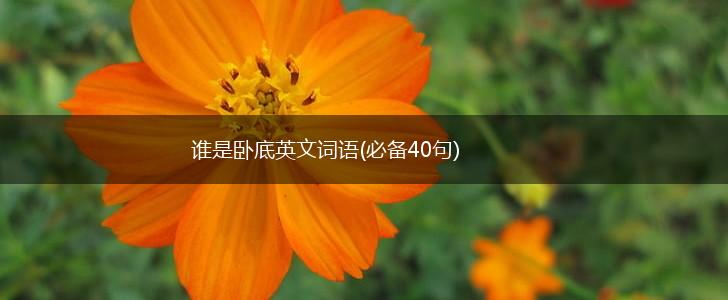 谁是卧底英文词语(必备40句),第1张