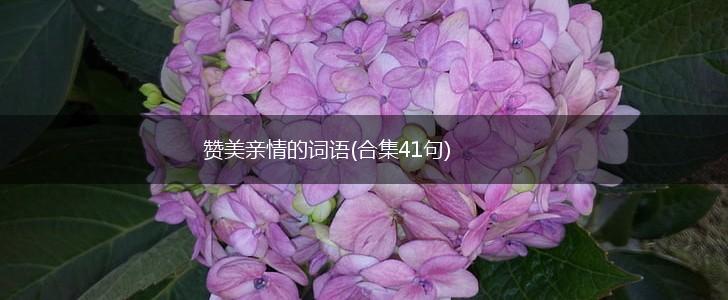 赞美亲情的词语(合集41句),第1张