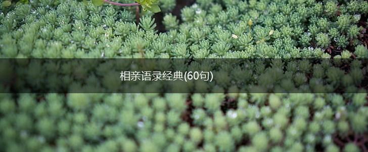 相亲语录经典(60句),第1张