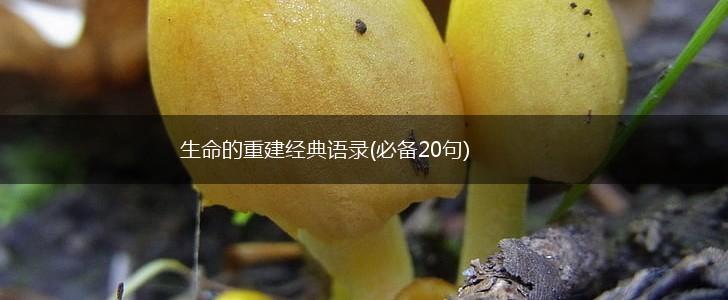 生命的重建经典语录(必备20句),第1张