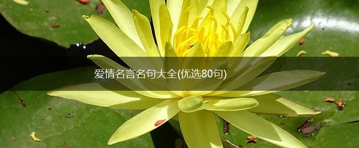 爱情名言名句大全(优选80句),第1张