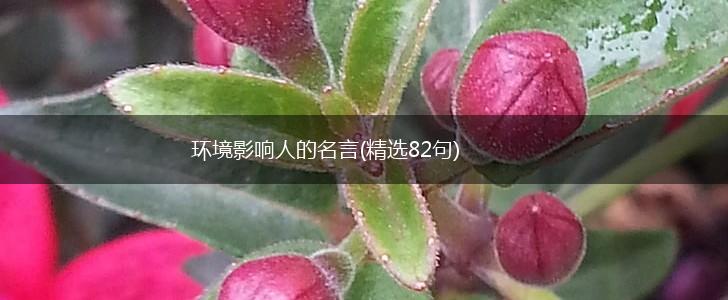 环境影响人的名言(精选82句),第1张