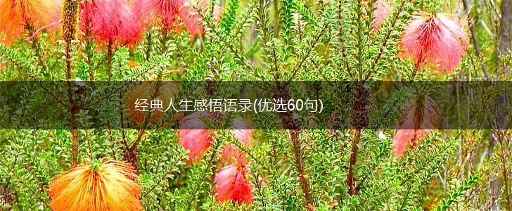 经典人生感悟语录(优选60句),第1张