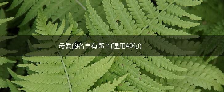 母爱的名言有哪些(通用40句),第1张