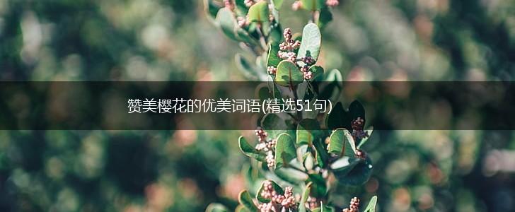 赞美樱花的优美词语(精选51句),第1张