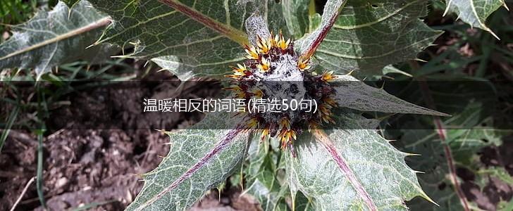 温暖相反的词语(精选50句),第1张