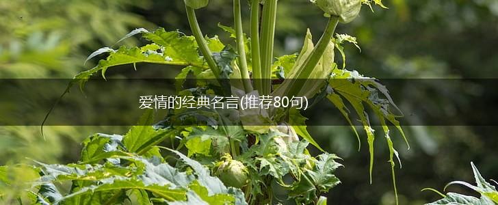 爱情的经典名言(推荐80句),第1张 爱情的经典名言(推荐80句),第1张