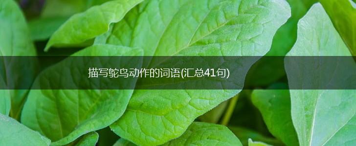 描写鸵鸟动作的词语(汇总41句),第1张