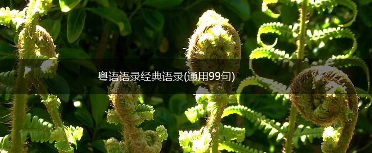 粤语语录经典语录(通用99句),第1张