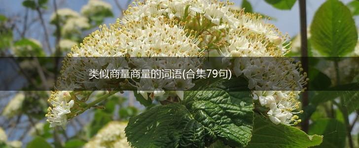 类似商量商量的词语(合集79句),第1张