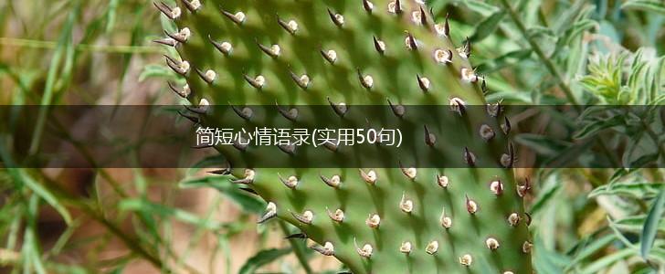 简短心情语录(实用50句),第1张