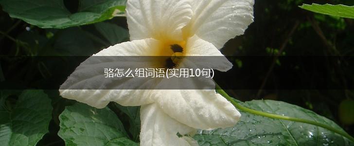 骆怎么组词语(实用10句),第1张