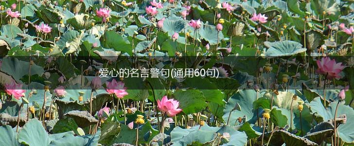 爱心的名言警句(通用60句),第1张