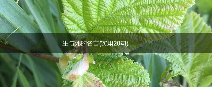 生与死的名言(实用20句),第1张
