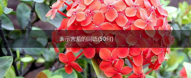 表示害羞的词语(50句),第1张 表示害羞的词语(50句),第1张