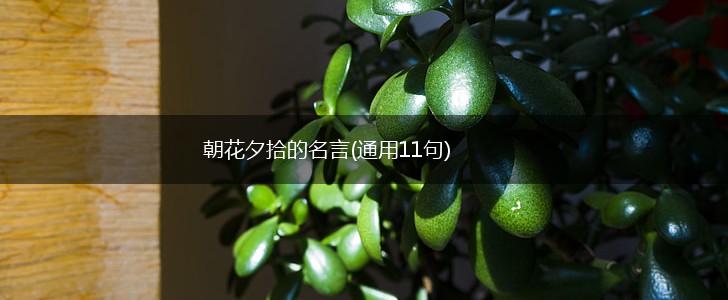 朝花夕拾的名言(通用11句),第1张 朝花夕拾的名言(通用11句),第1张