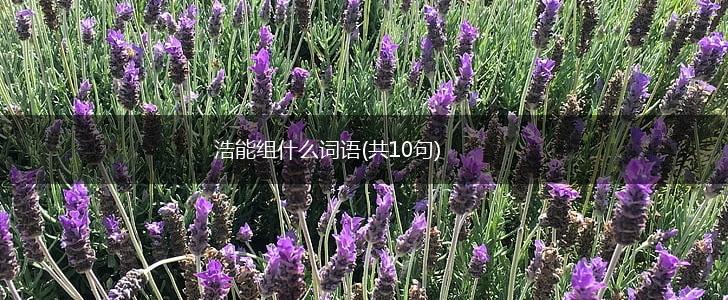 浩能组什么词语(共10句),第1张