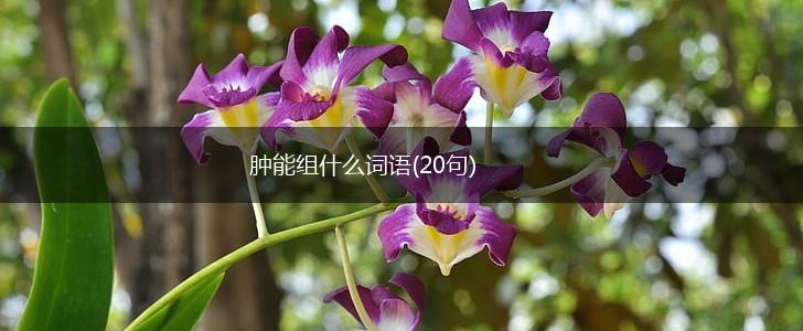 肿能组什么词语(20句),第1张 肿能组什么词语(20句),第1张