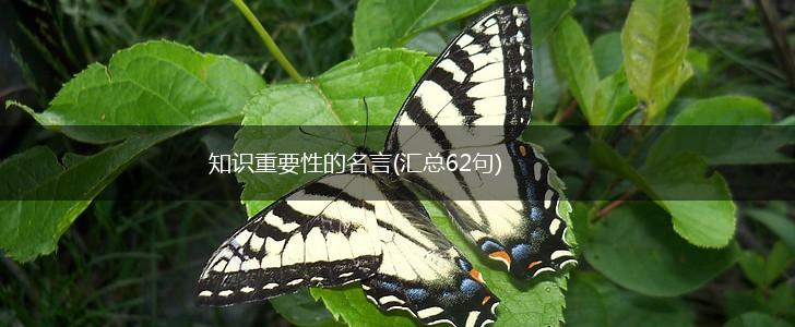 知识重要性的名言(汇总62句),第1张
