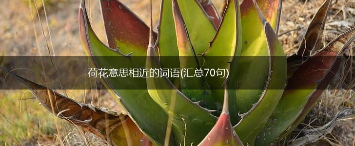 荷花意思相近的词语(汇总70句),第1张