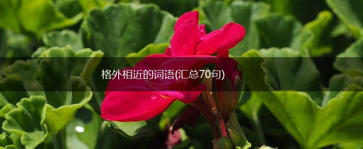 格外相近的词语(汇总70句),第1张
