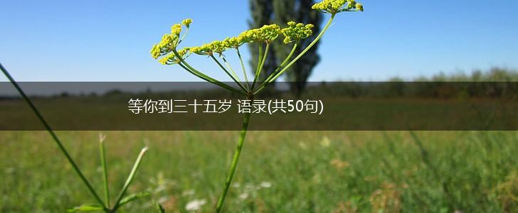 等你到三十五岁 语录(共50句),第1张