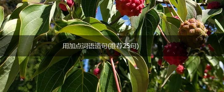 用加点词语造句(推荐25句),第1张