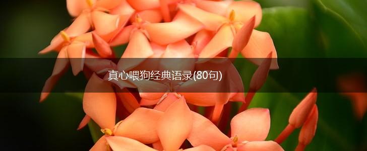 真心喂狗经典语录(80句),第1张