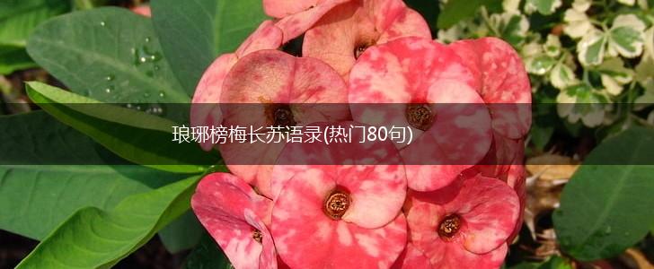 琅琊榜梅长苏语录(热门80句),第1张