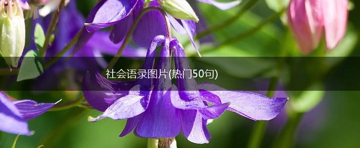 社会语录图片(热门50句),第1张