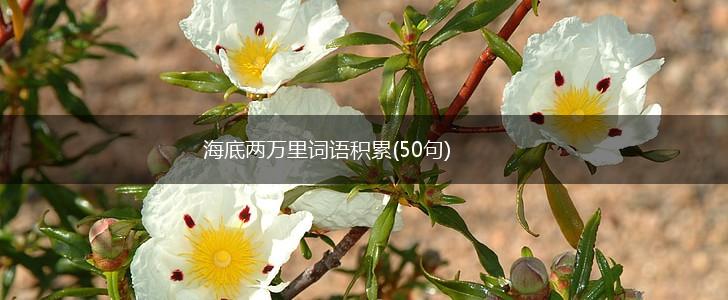 海底两万里词语积累(50句),第1张