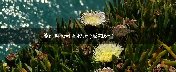 能说明水清的词语是(优选16句),第1张 能说明水清的词语是(优选16句),第1张