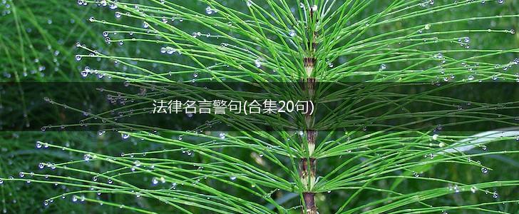 法律名言警句(合集20句),第1张