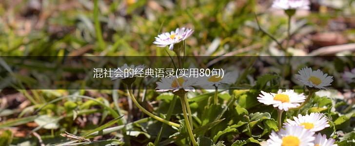 混社会的经典语录(实用80句),第1张