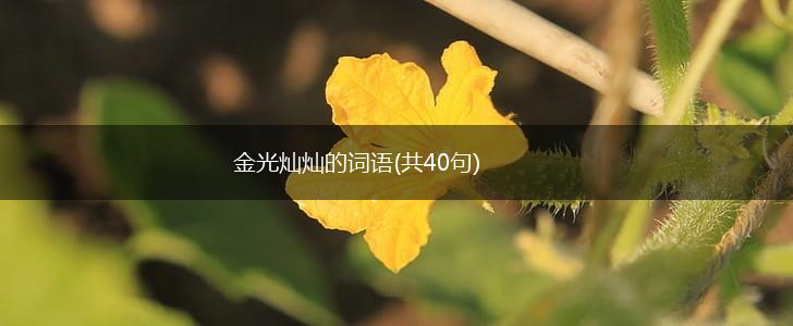 金光灿灿的词语(共40句),第1张