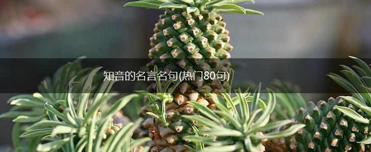 知音的名言名句(热门80句),第1张