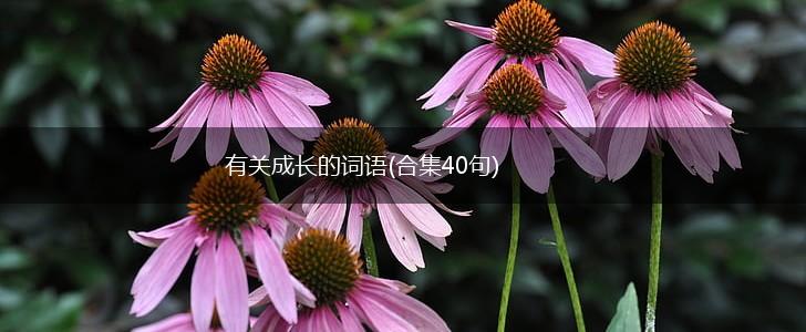 有关成长的词语(合集40句),第1张