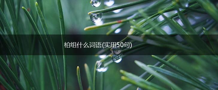 柏组什么词语(实用50句),第1张