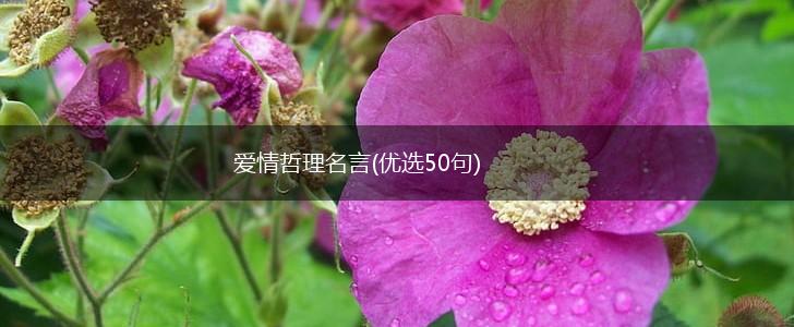 爱情哲理名言(优选50句),第1张