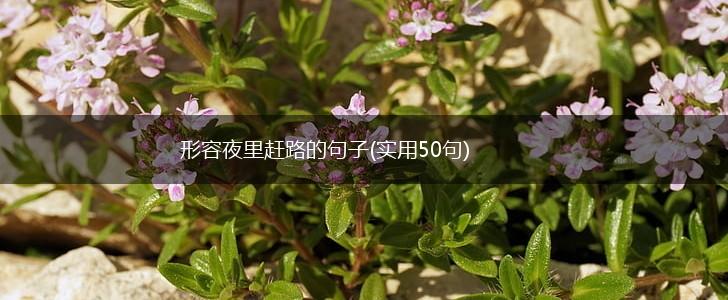 形容夜里赶路的句子(实用50句),第1张