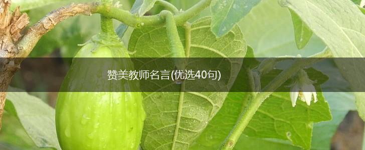 赞美教师名言(优选40句),第1张