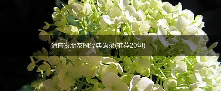 销售发朋友圈经典语录(推荐20句),第1张