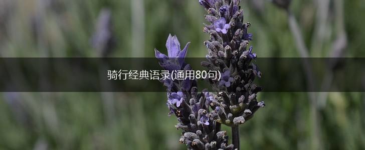 骑行经典语录(通用80句),第1张