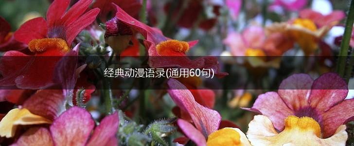 经典动漫语录(通用60句),第1张