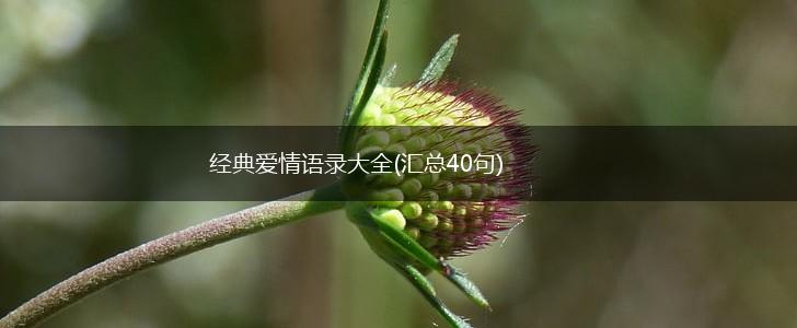 经典爱情语录大全(汇总40句),第1张